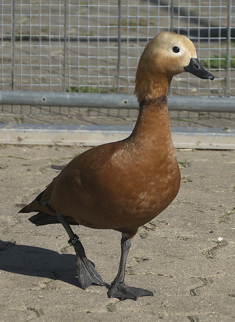 游走